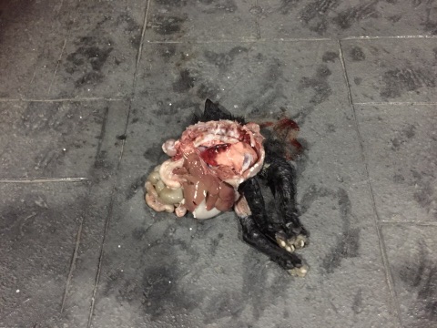 파주 고양이 연속 토막 살해 사건