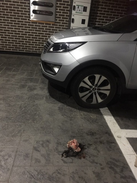 파주 고양이 연속 토막 살해 사건
