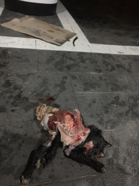 파주 고양이 연속 토막 살해 사건