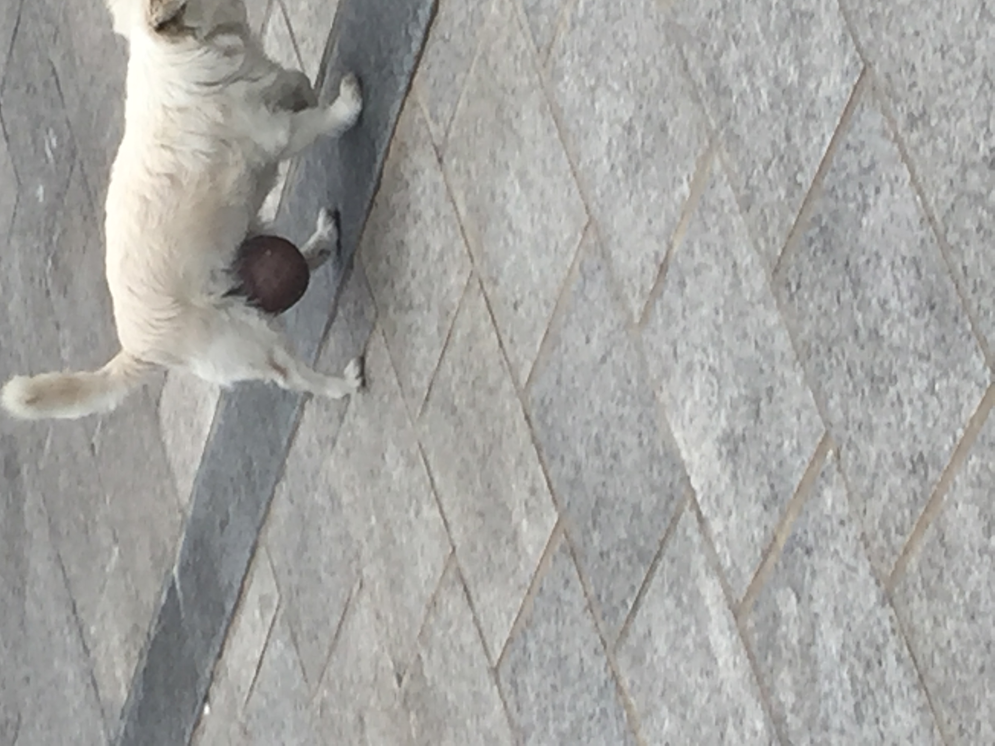 강아지구조요청합니다.