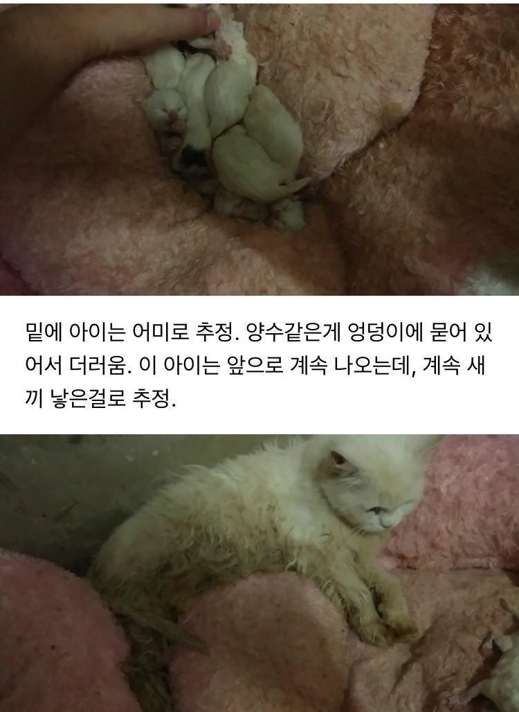 (((사진추가했어요)))유튜버 애니머호더가 수많은 고양이를 심각하게 방치하고 있습니다. 도와주세요.