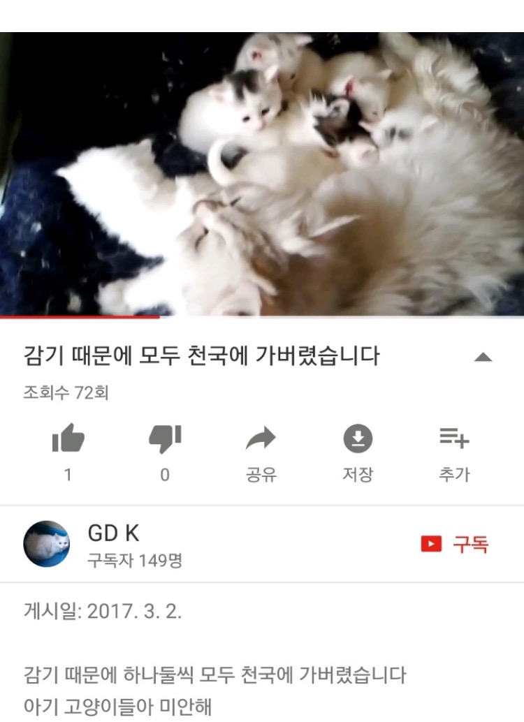 (((사진추가했어요)))유튜버 애니머호더가 수많은 고양이를 심각하게 방치하고 있습니다. 도와주세요.