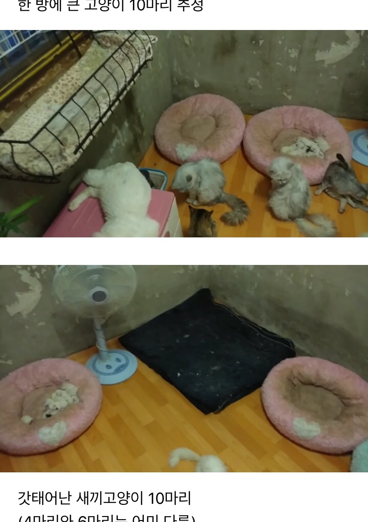 (((사진추가했어요)))유튜버 애니머호더가 수많은 고양이를 심각하게 방치하고 있습니다. 도와주세요.