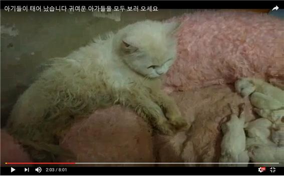 가정분양이 아닌 고양이 공장입니다. 찜통 더위에 새끼 낳다 죽다 반복...