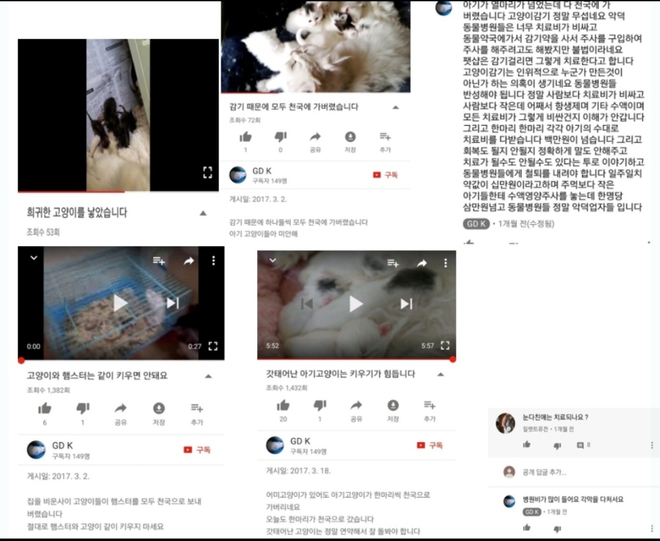 고양이 이용해서 유튜브 수익 올리려는 애니멀호더이자 가정집 고양이공장 유튜버 신고합니다.