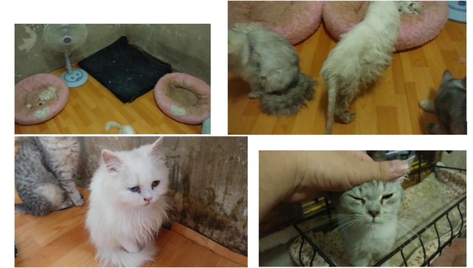 고양이 이용해서 유튜브 수익 올리려는 애니멀호더이자 가정집 고양이공장 유튜버 신고합니다.