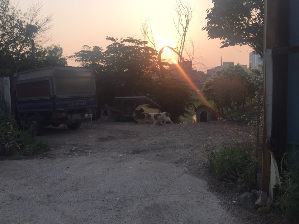 수원 개 도축장 제보 드립니다.
