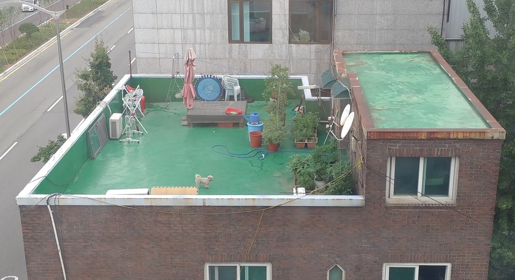 땡볕 옥상에서 사는 강아지.. 구출안될까요?