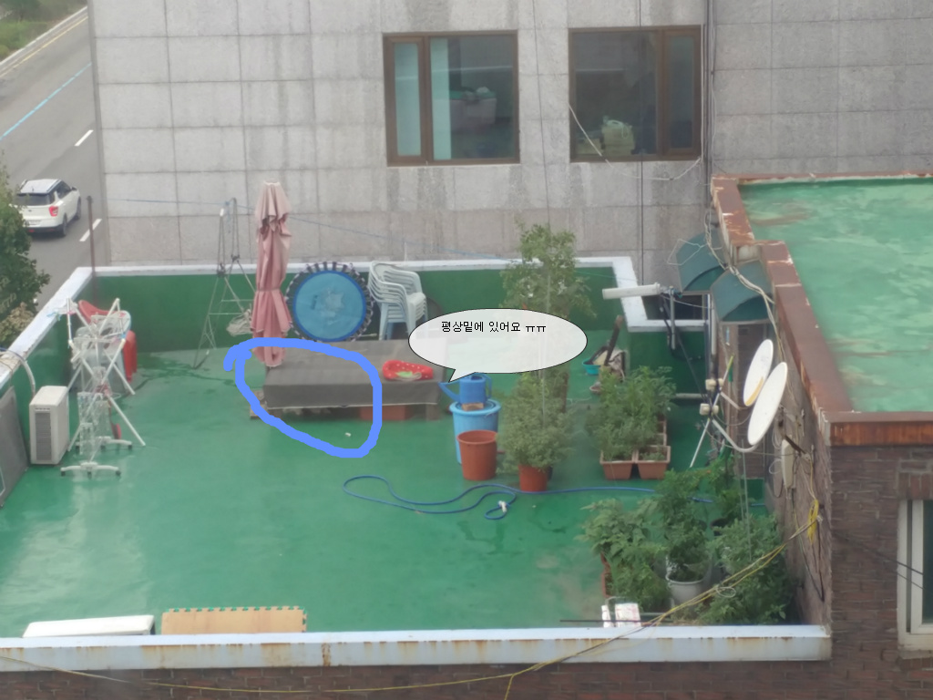 땡볕 옥상에서 사는 강아지.. 구출안될까요?