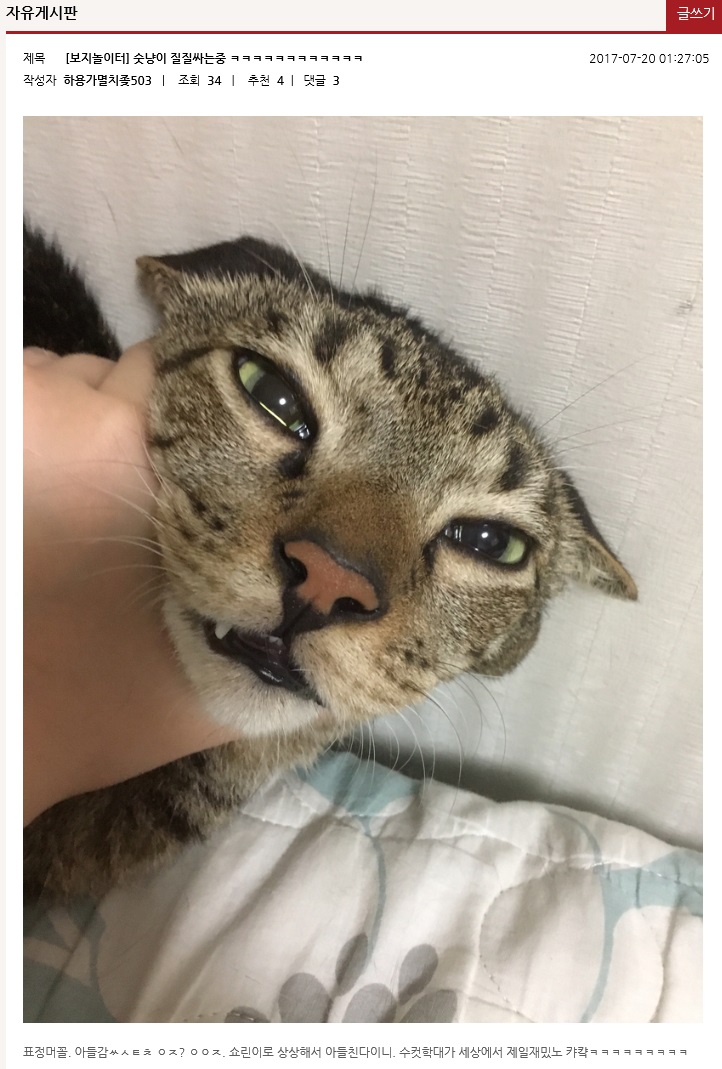 인터넷으로 고양이 학대중인걸 보게됬는데 이런경우 어떻게합니까?