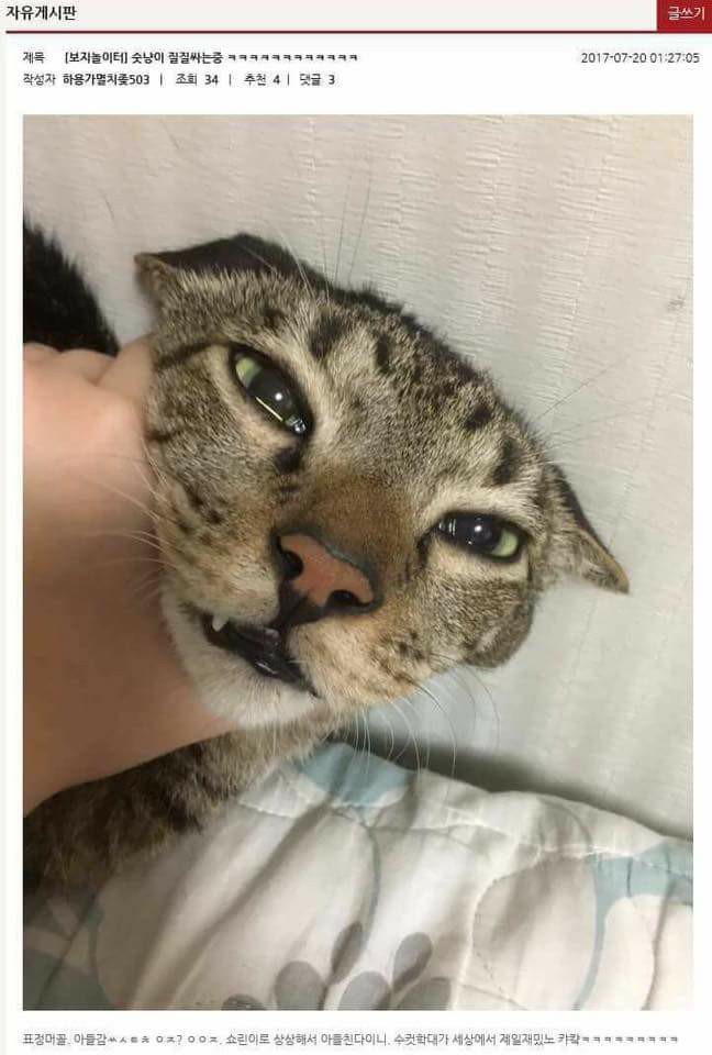 인터넷 사이트에서 고양이 학대를 하고 있습니다