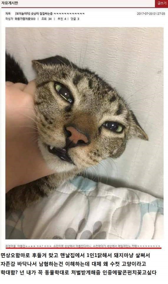 고양이 학대하는 것을 자랑스렙게 게시판에 올리는 여자가 있어 신고합니다.