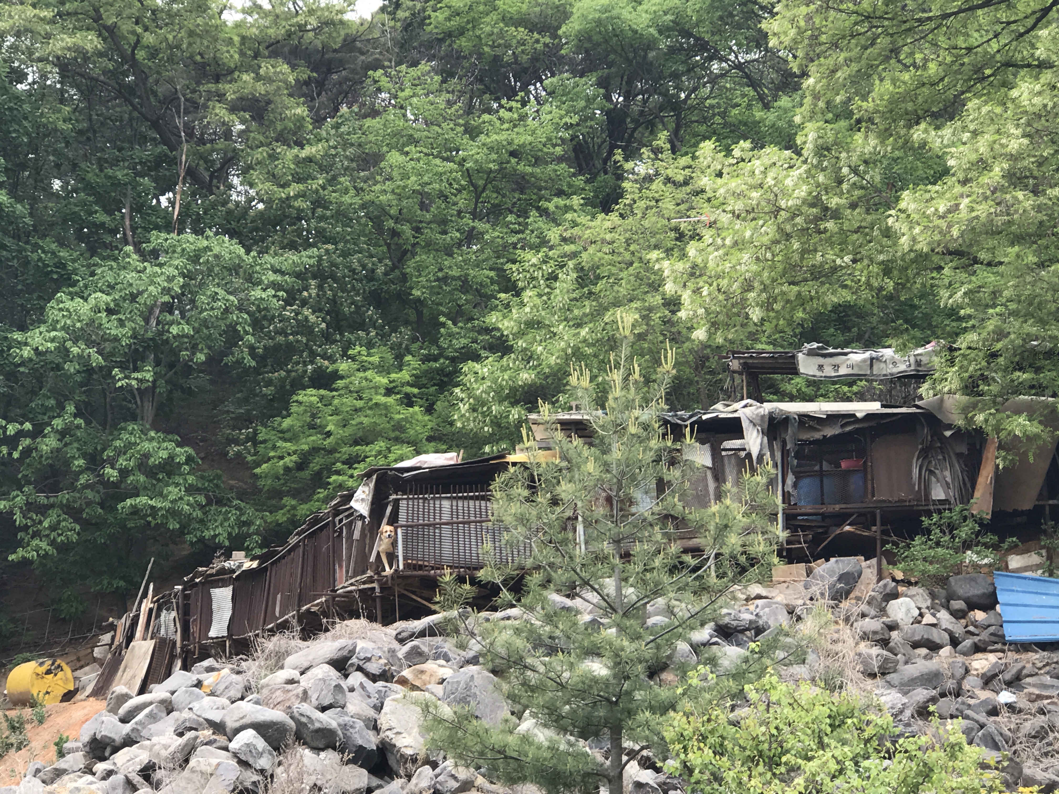 인천 계양산쪽 개장수! 구해주세요