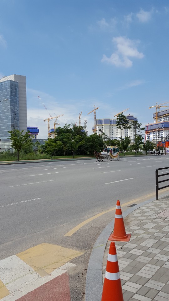 고양시 일산동구 고령의 말 학대 제보합니다