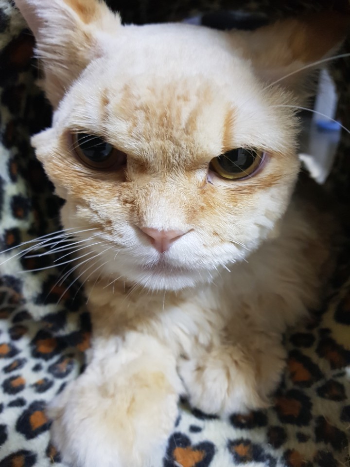 반려묘 미용에 따른 피해가 동물학대에 포함되나요?