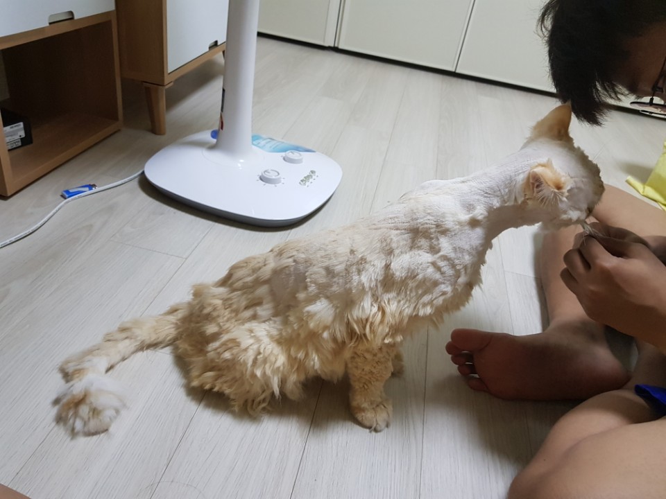 반려묘 미용에 따른 피해가 동물학대에 포함되나요?