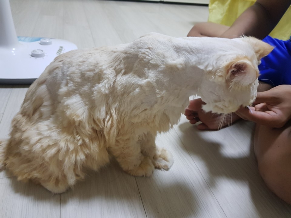 반려묘 미용에 따른 피해가 동물학대에 포함되나요?