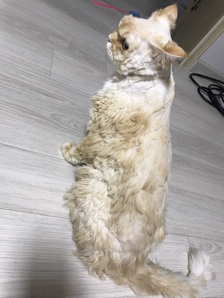 반려묘 미용에 따른 피해가 동물학대에 포함되나요?