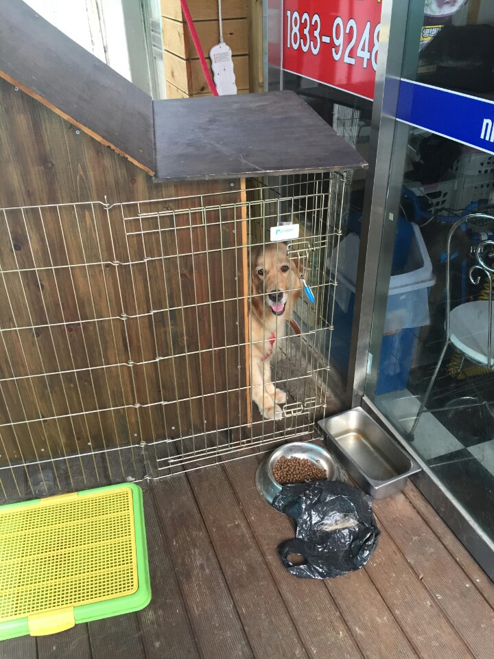 동작구 학대받는개