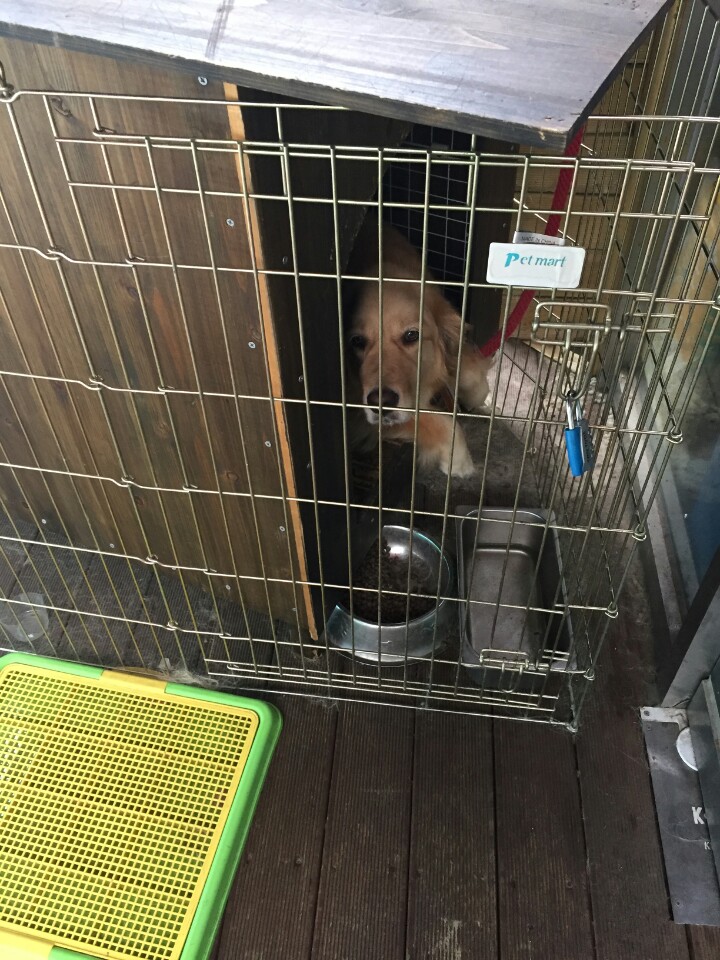 동작구 학대받는개