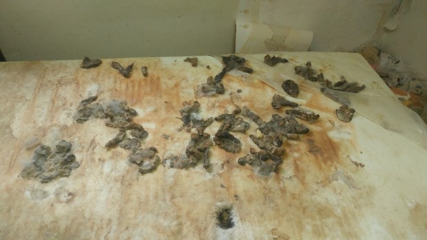 동물 학대 관련 고발하고자 합니다.