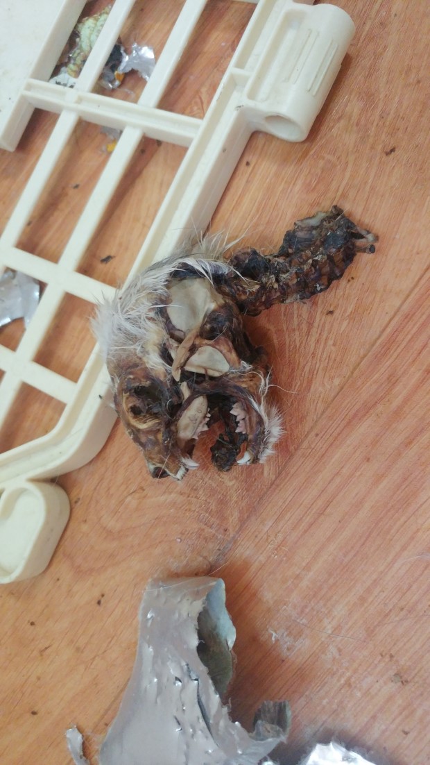 동물 학대 관련 고발하고자 합니다.