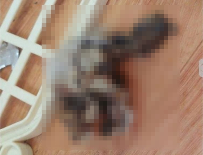 30대 여사장이 동물방치 학대 