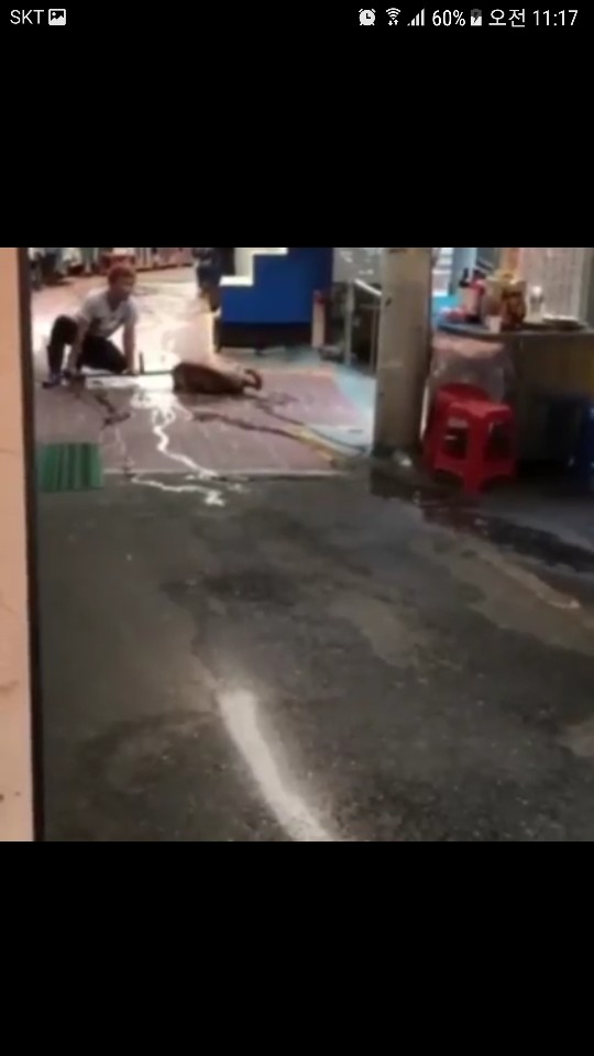 개시장에서 도망친 개를 잔인하게 끌고 갔다고 합니다