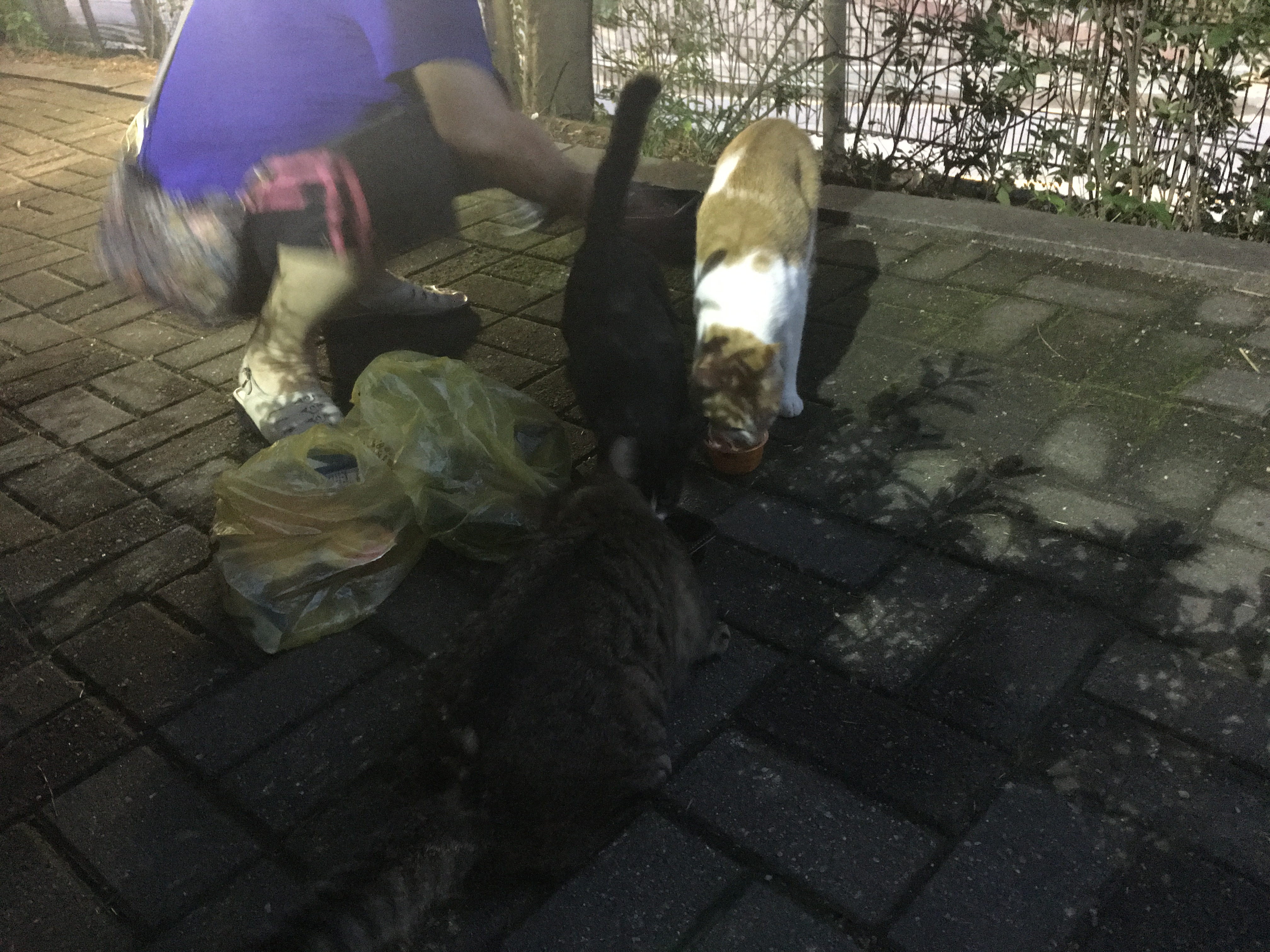 누가 길고양이 목에 노끈을 묶어놔서 고양이가 죽어가고 있습니다 