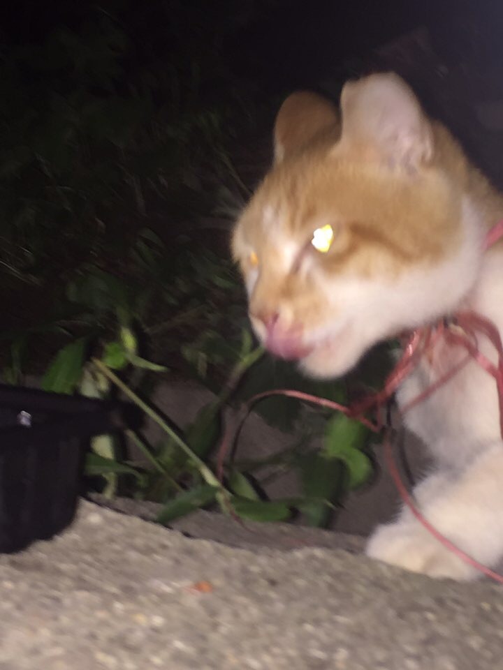 누가 길고양이 목에 노끈을 묶어놔서 고양이가 죽어가고 있습니다 