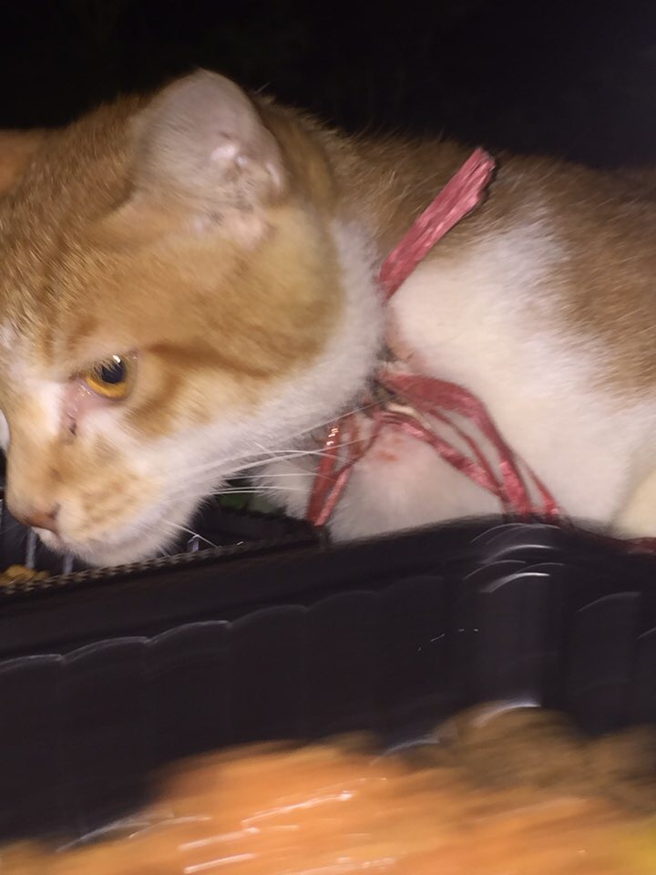 누가 길고양이 목에 노끈을 묶어놔서 고양이가 죽어가고 있습니다 