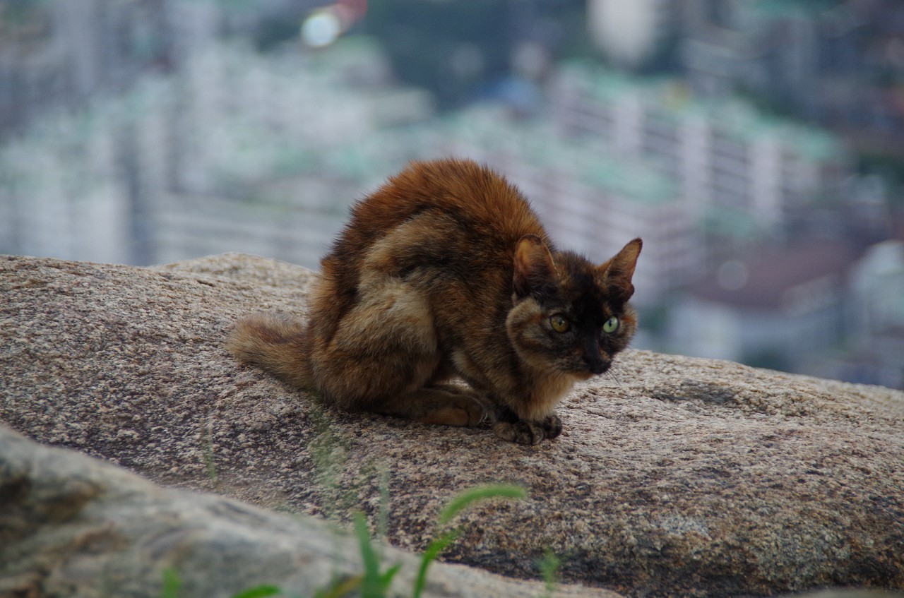 산에 쓰러진 뼈만 앙상한 고양이 도와주세요