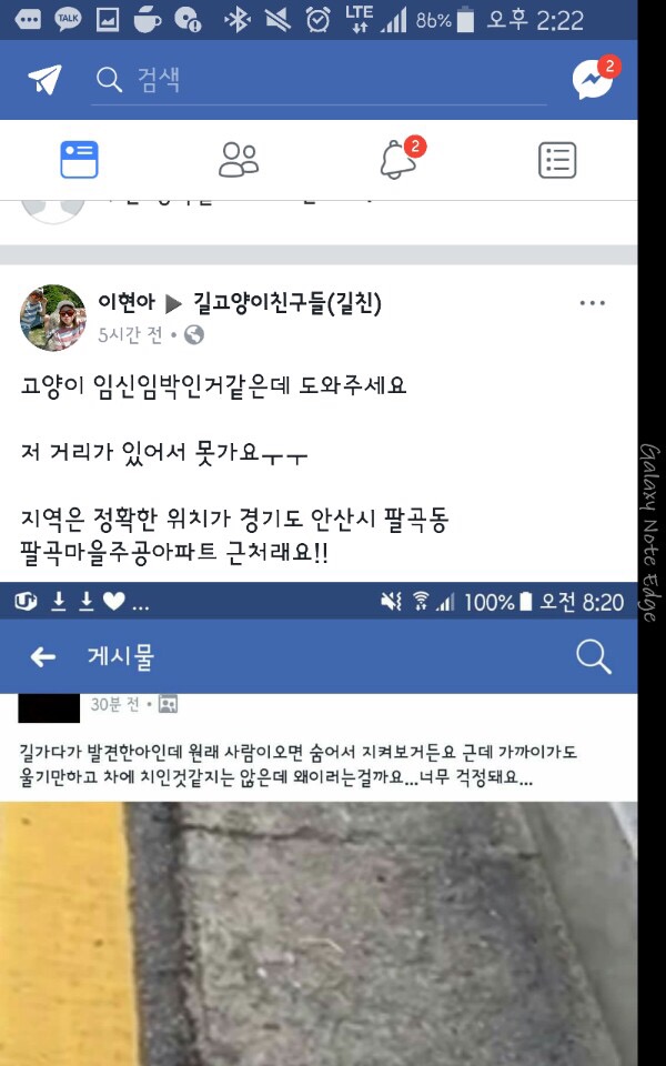 교통사고를 당한 채 길에 방치된 냥이를 구조했어요