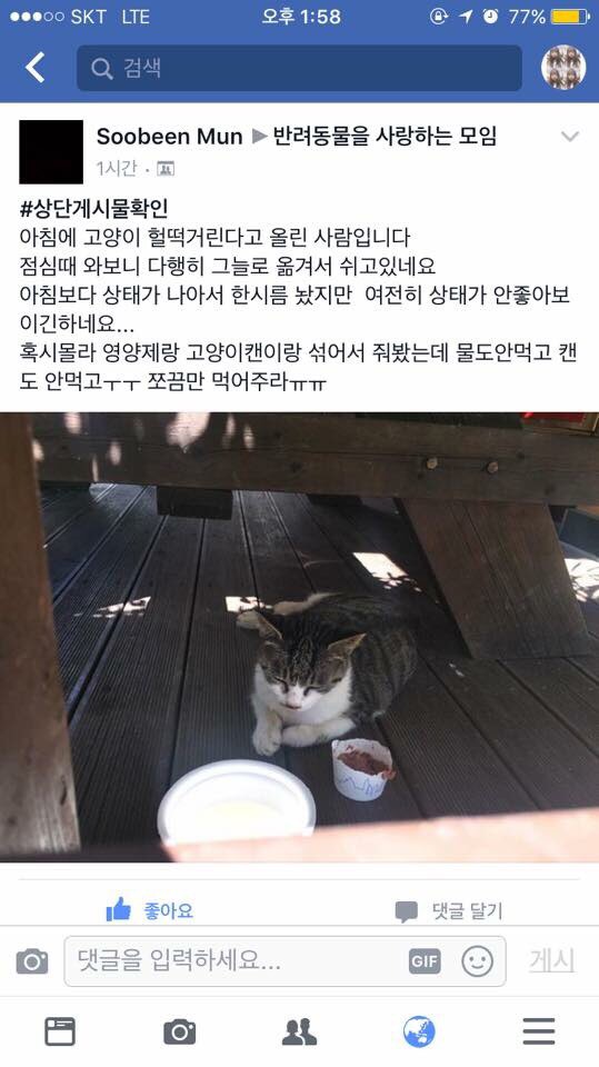 교통사고를 당한 채 길에 방치된 냥이를 구조했어요