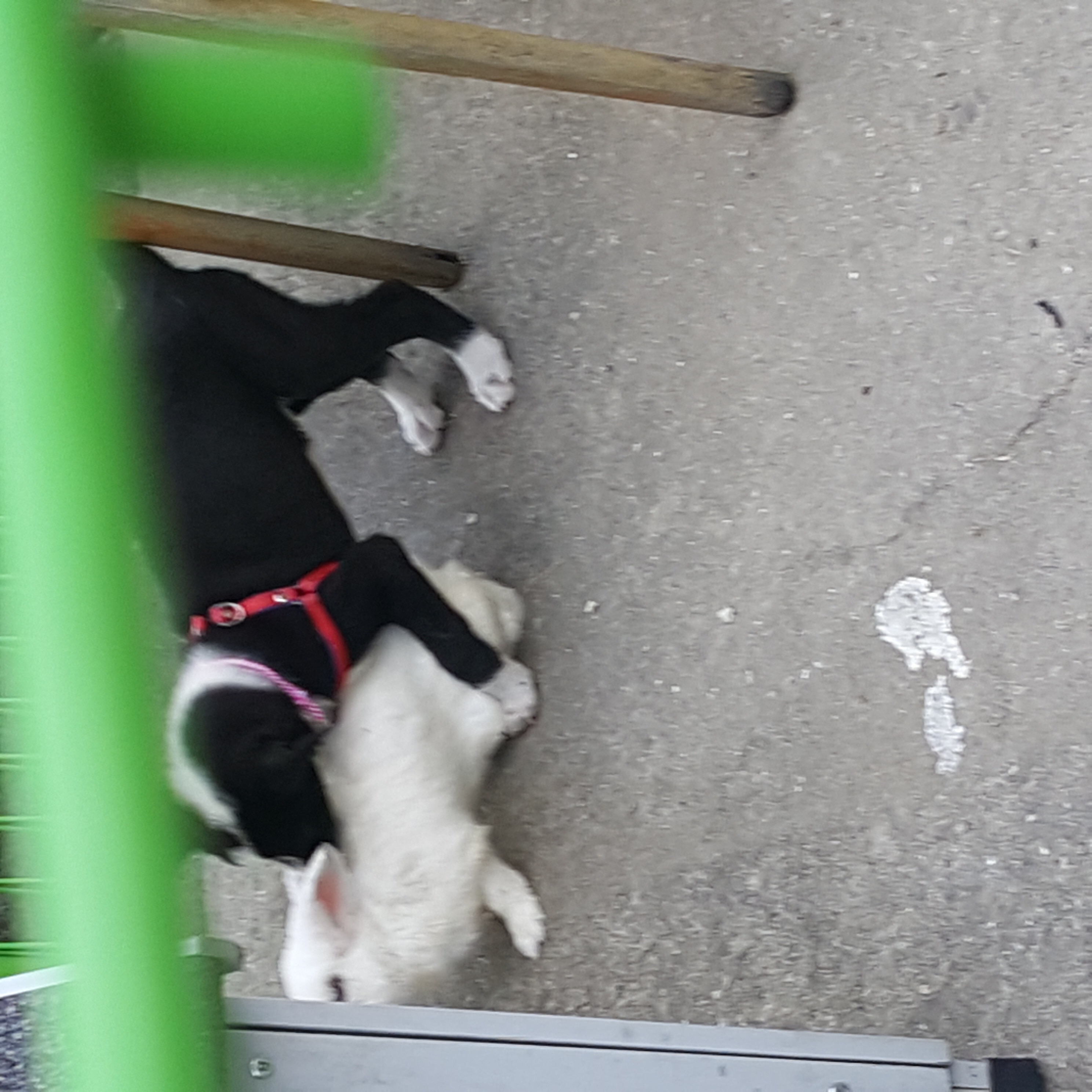 개랑 토끼 함께 방치