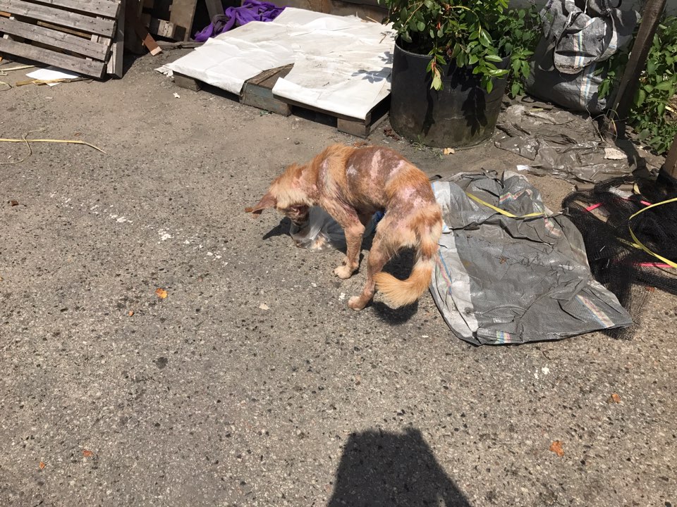 피부병이 심해서 털이 없어요 꼭좀 도와주세요