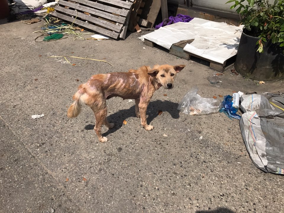 피부병이 심해서 털이 없어요 꼭좀 도와주세요