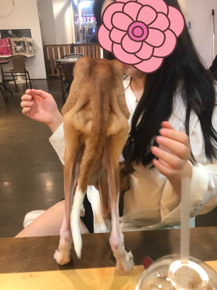방치하고 학대 의심되는 애견카페 고발합니다.