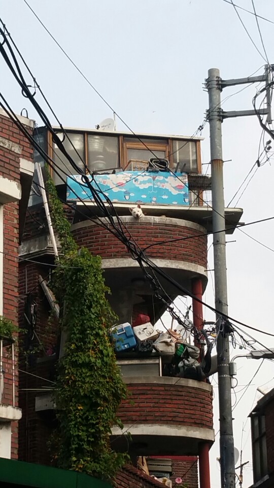 영등포구 신길동 애니멀호더 할아버지