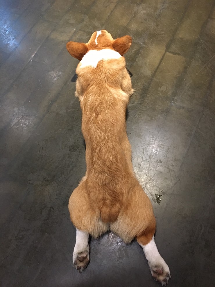애견카페에서 강아지들을 굶깁니다!