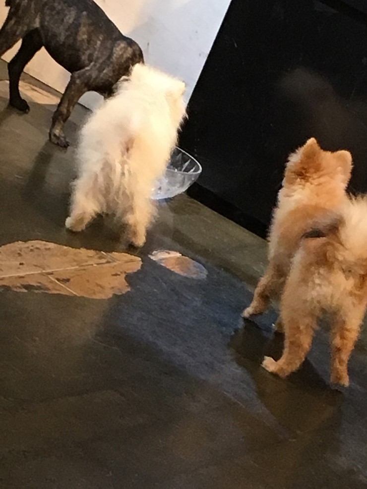 애견카페에서 강아지들을 굶깁니다!