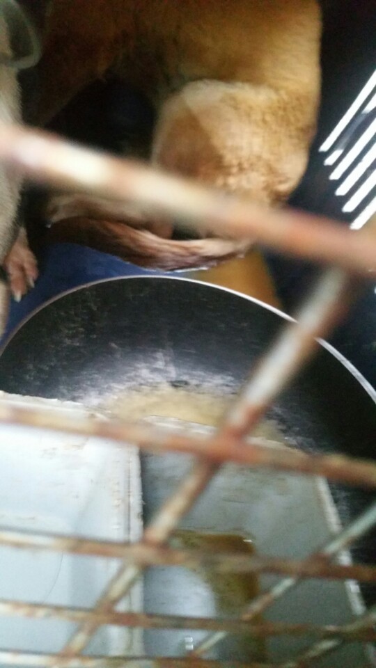 영등포구 신길동 애니멀호더 할아버지2