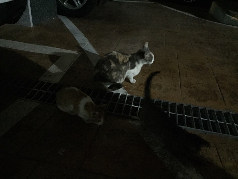 고양이 가족 구조 긴급하게 부탁드려요ㅜㅜ