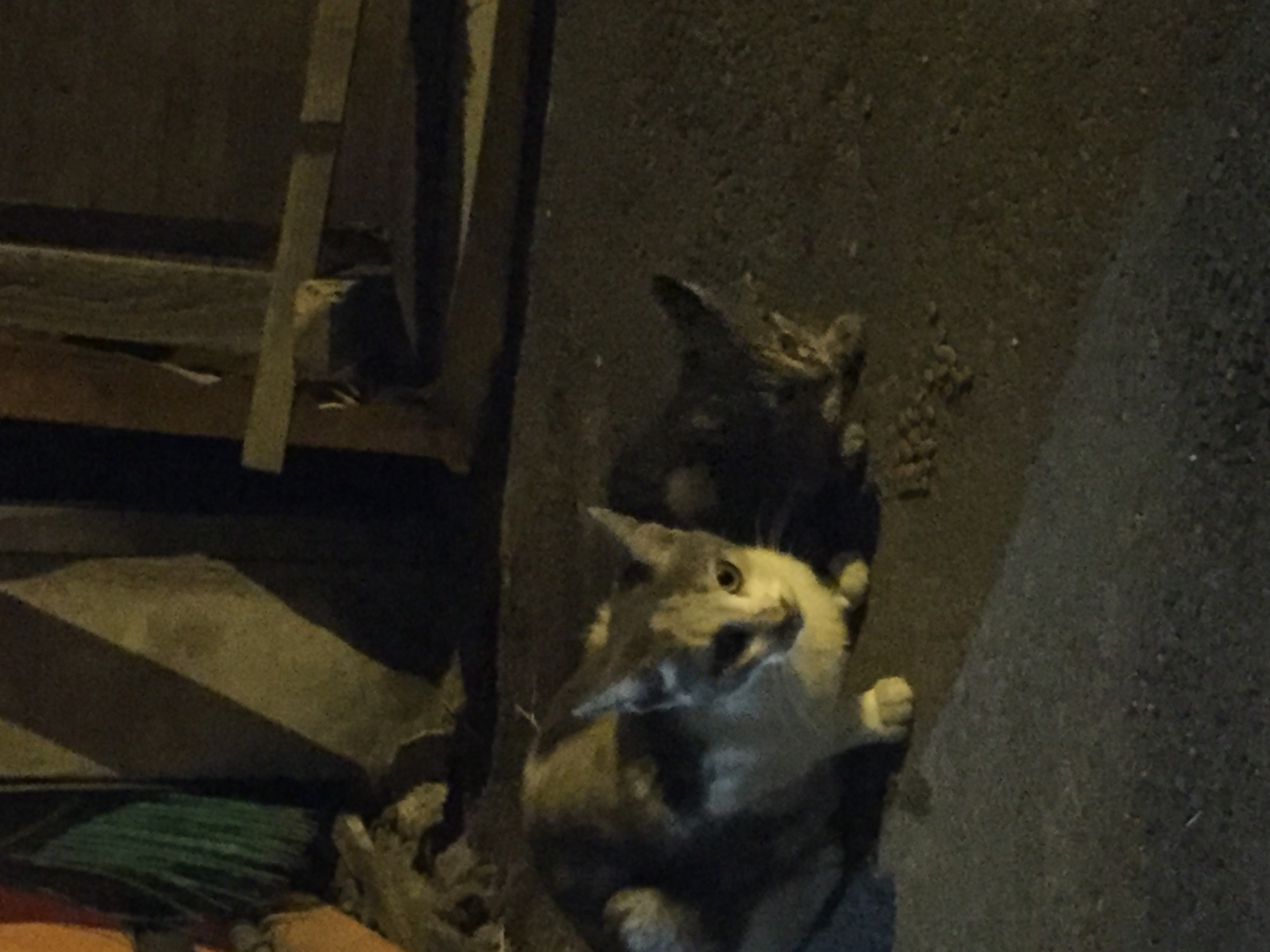고양이 가족 구조 긴급하게 부탁드려요ㅜㅜ