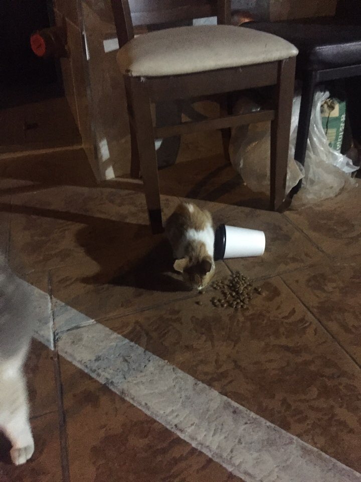 고양이 가족 구조 긴급하게 부탁드려요ㅜㅜ