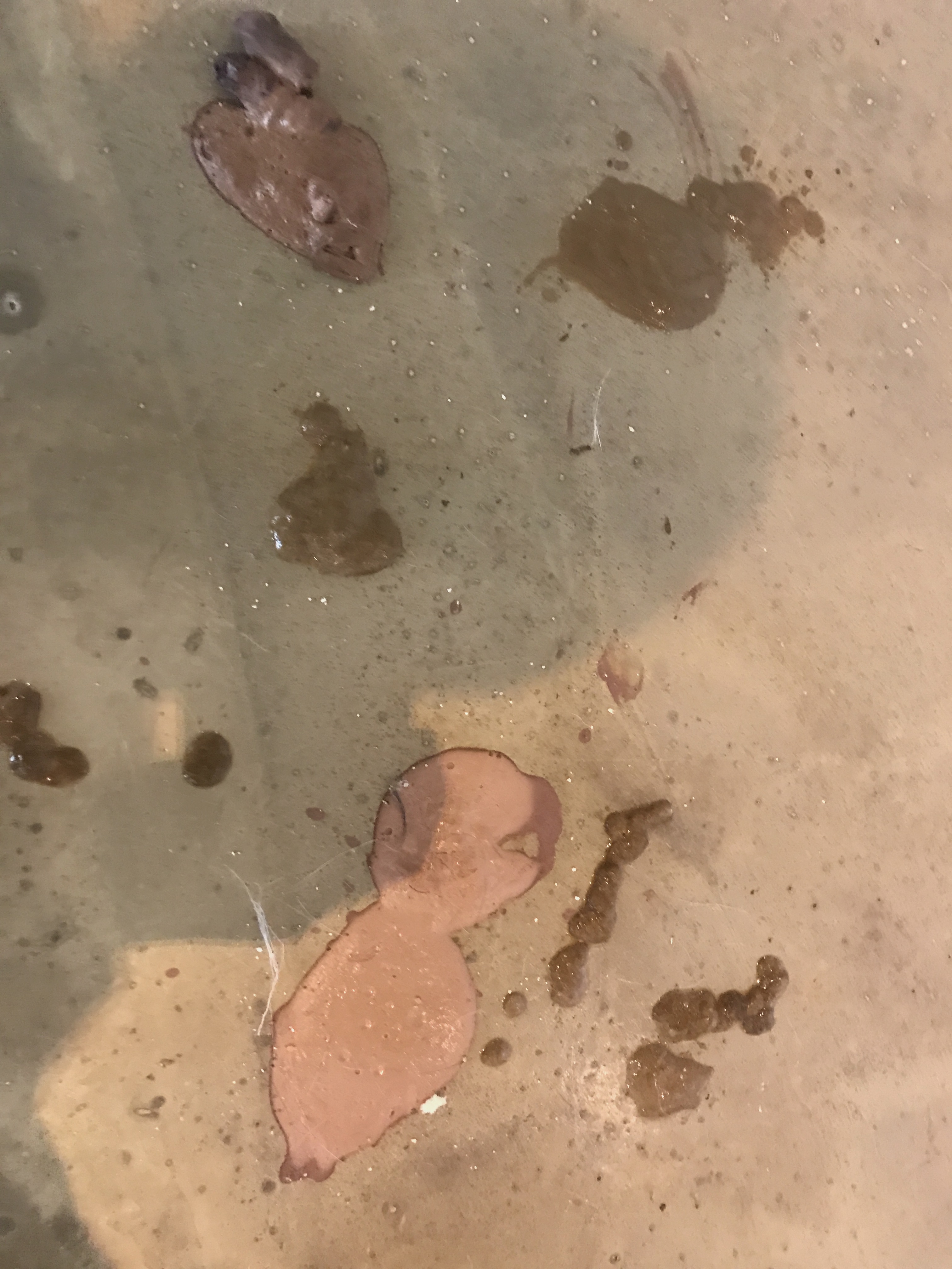 일산고양이카페 방치