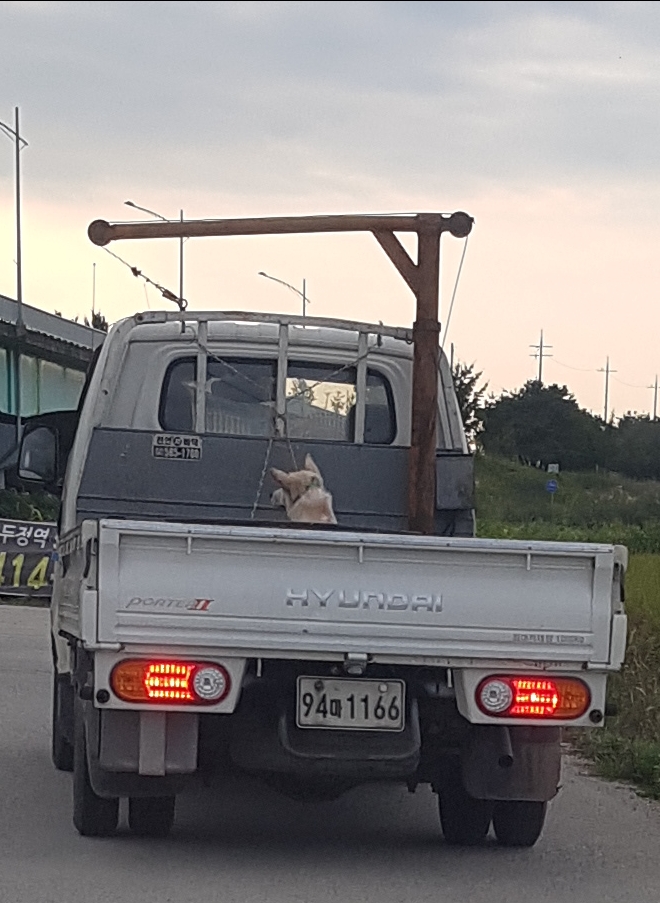 강아지 학대 차량 제보 