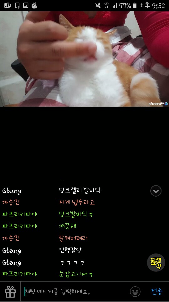 아프리카TV BJ 고양이학대 신고