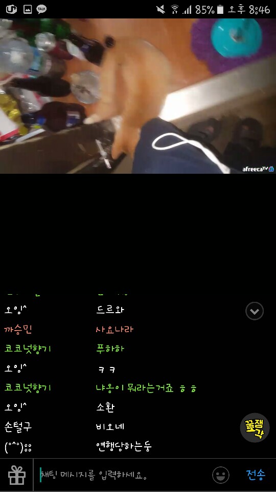 아프리카TV BJ 고양이학대 신고