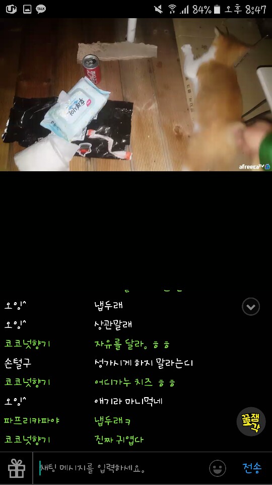 아프리카TV BJ 고양이학대 신고